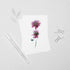 Pink Scabiosa Postcard